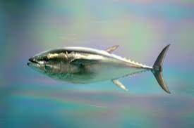 クロマグロ漁獲枠が25%拡大へ、2027年からトロ値下がりも